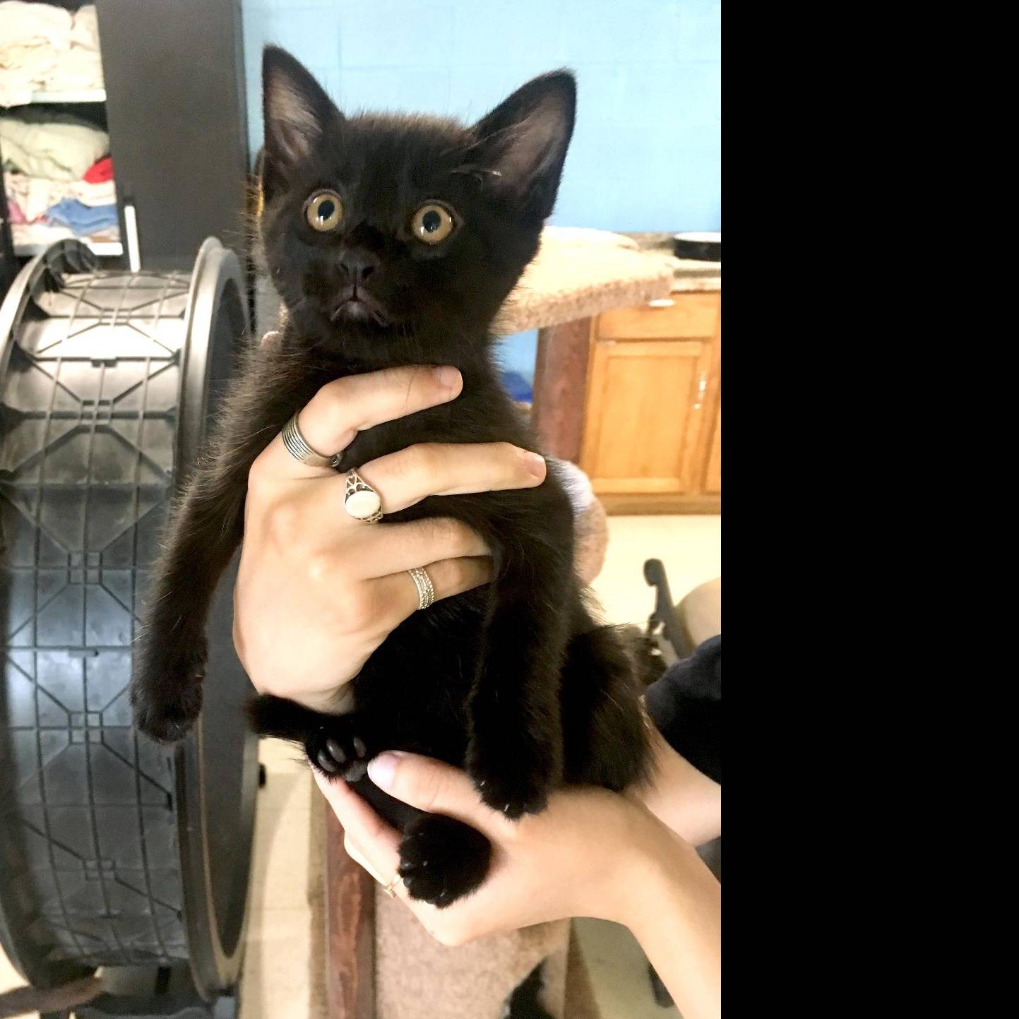 Photo 3 from CONVERSE ANIMAL SHELTER INC