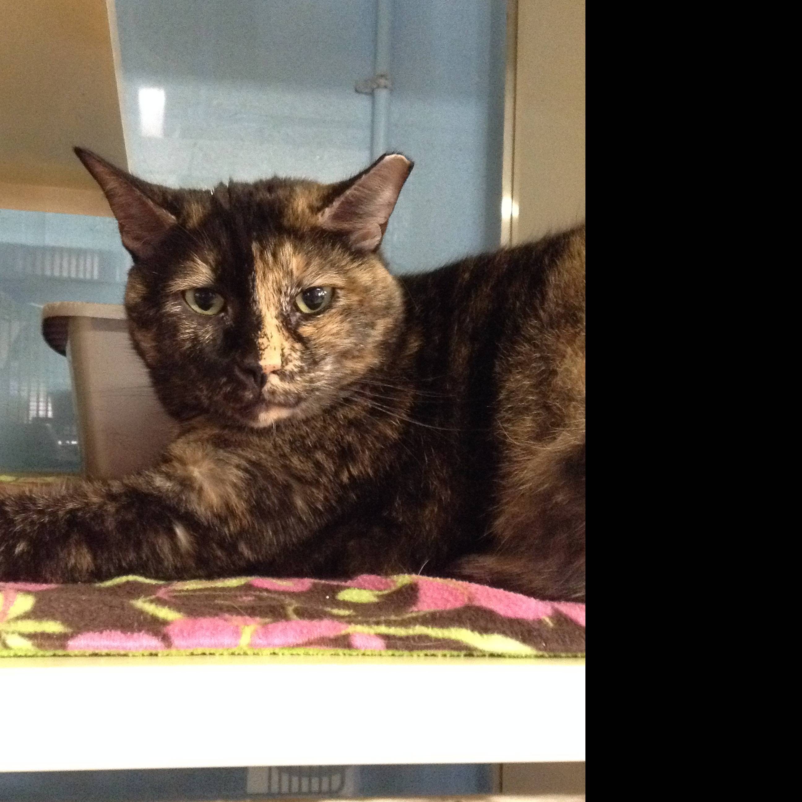 Photo 4 from CONVERSE ANIMAL SHELTER INC