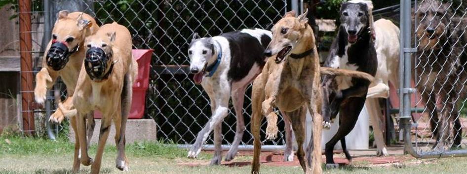 GREYHOUND ADOPTION LEAGUE OF TEXAS INC
