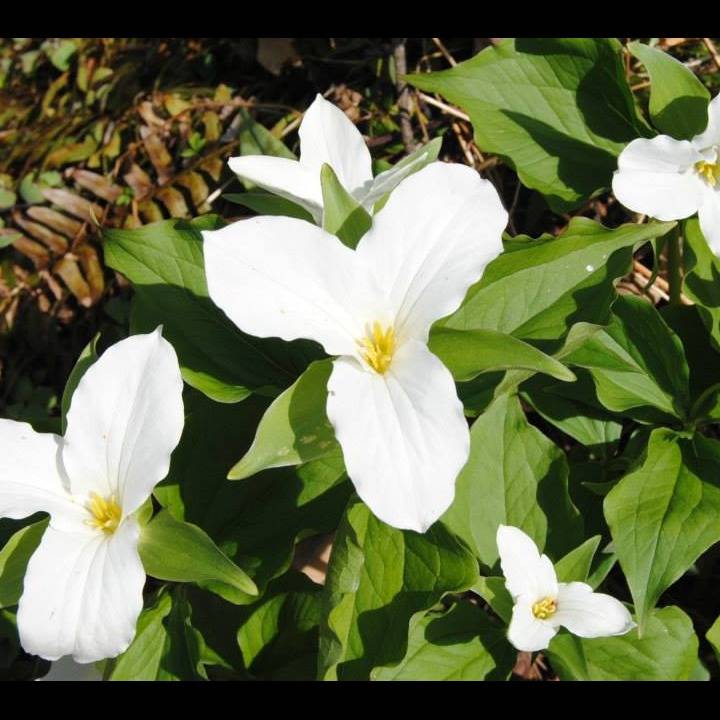 Photo 1 from Mountain Association for Community Economic Development, MACED