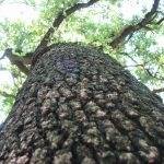 Photo 8 from River Legacy Foundation