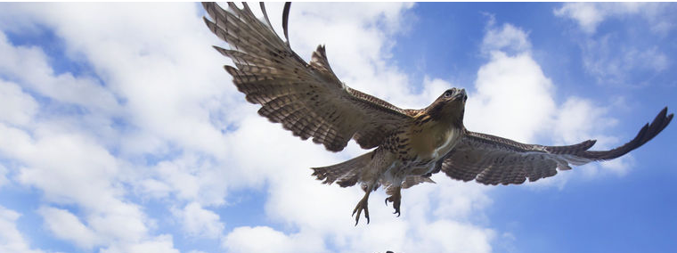 The Wildlife Center of Texas