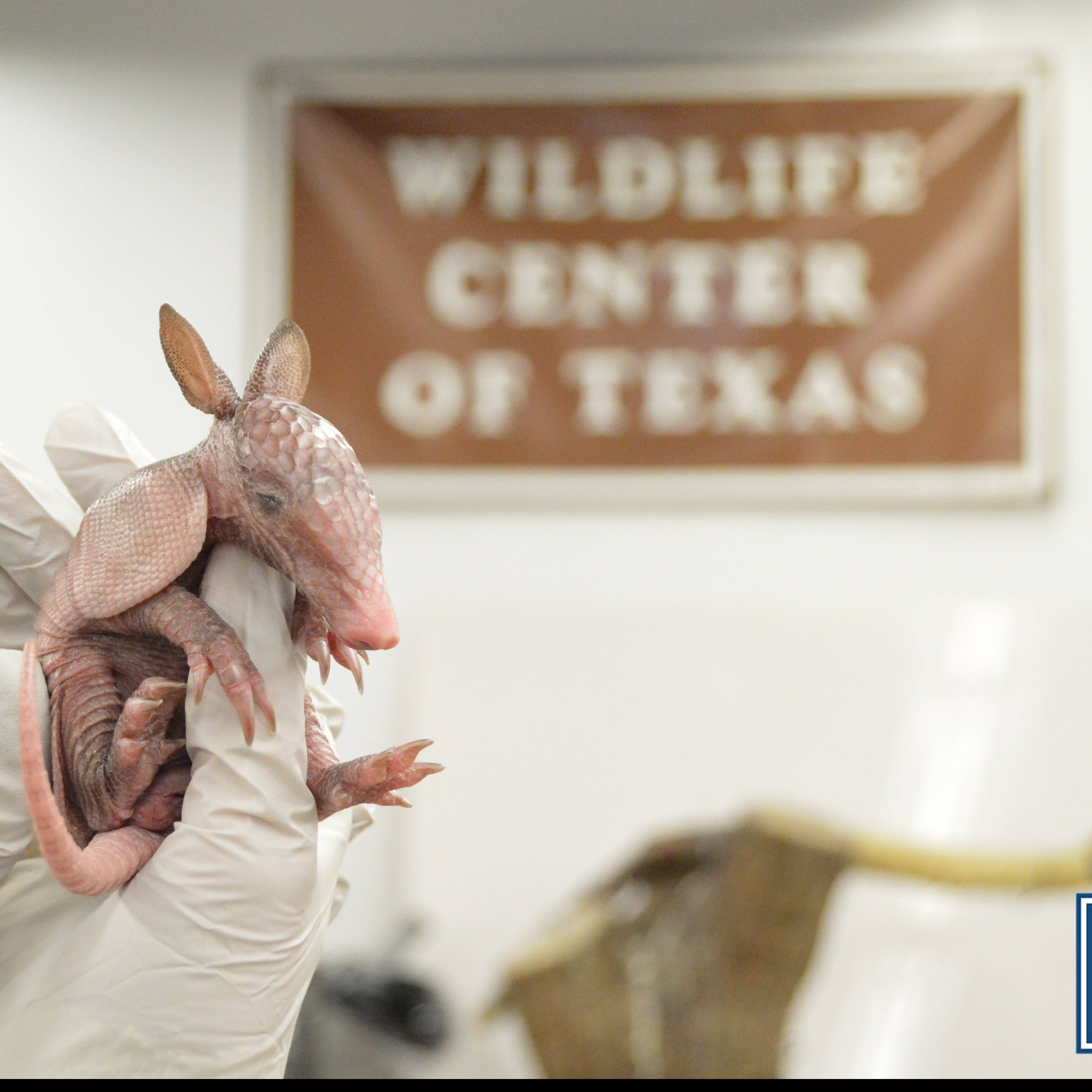 The Wildlife Center of Texas