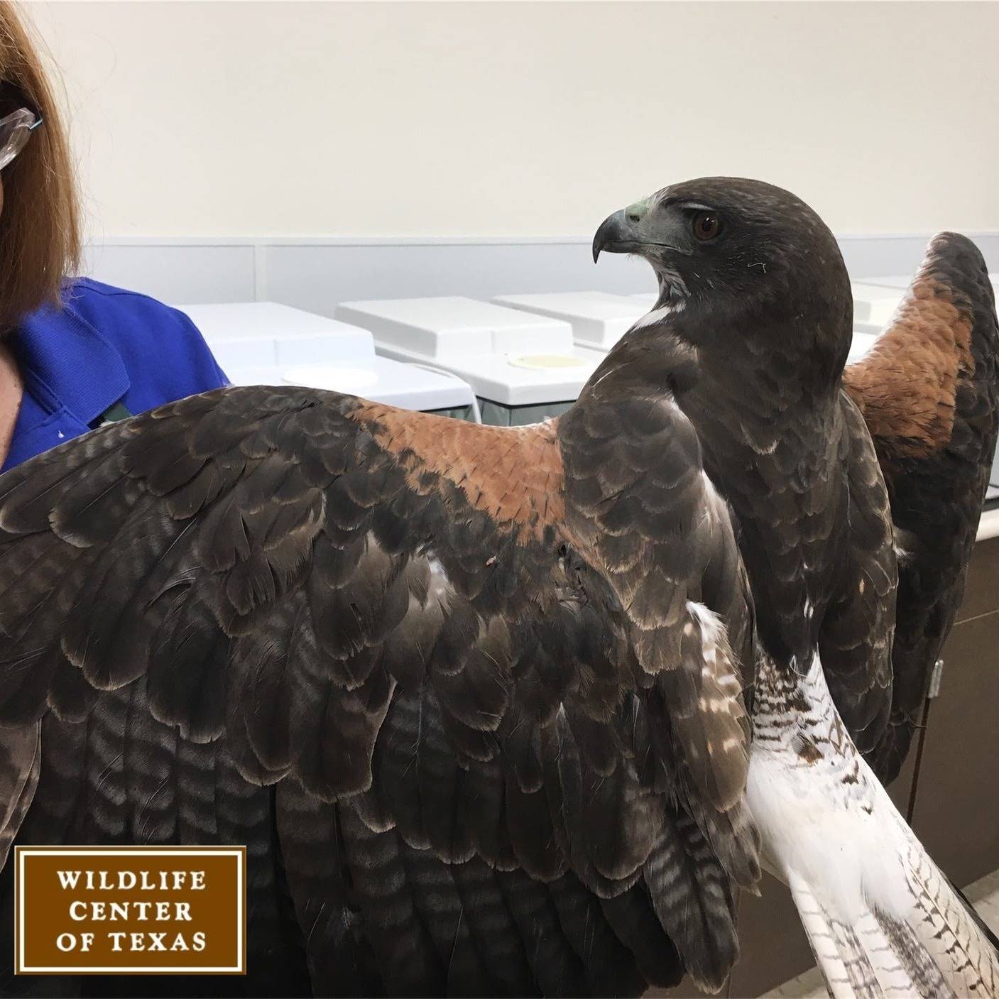 Photo 1 from The Wildlife Center of Texas