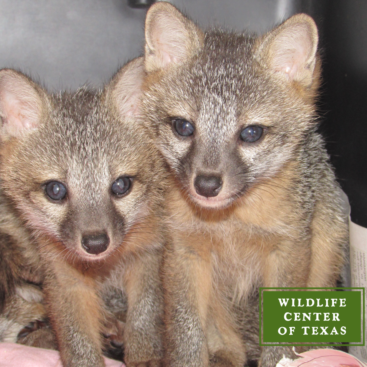 Photo 2 from The Wildlife Center of Texas