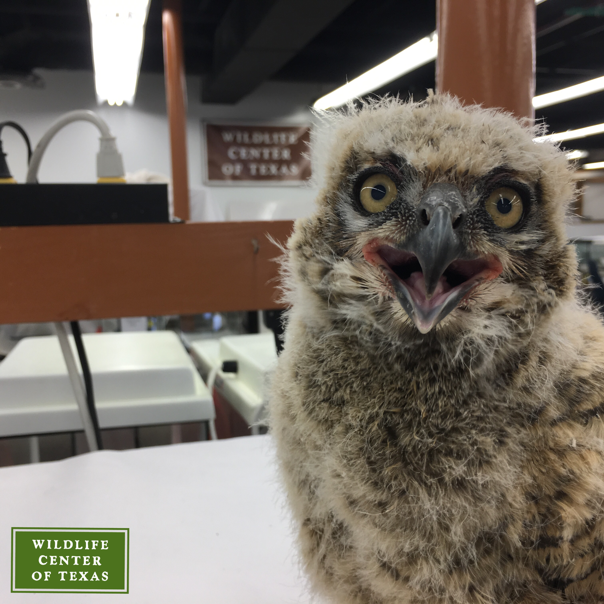 Photo 3 from The Wildlife Center of Texas