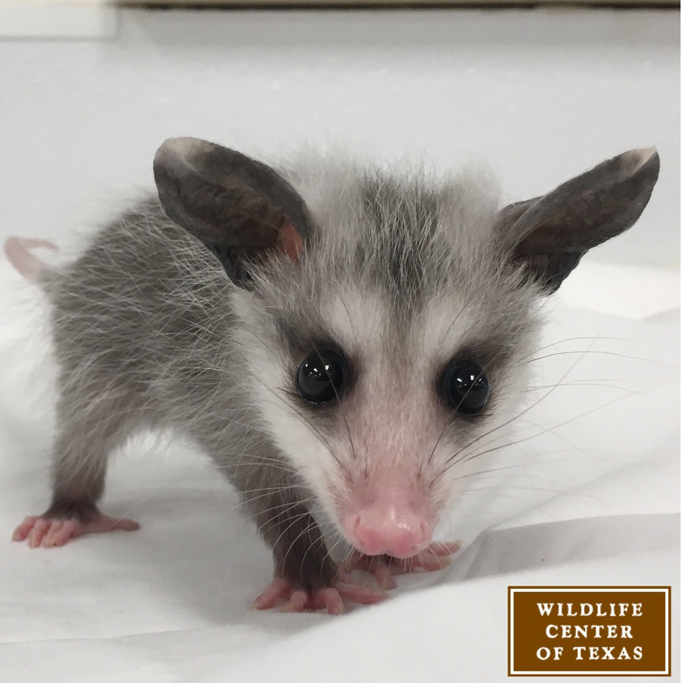 Photo 4 from The Wildlife Center of Texas