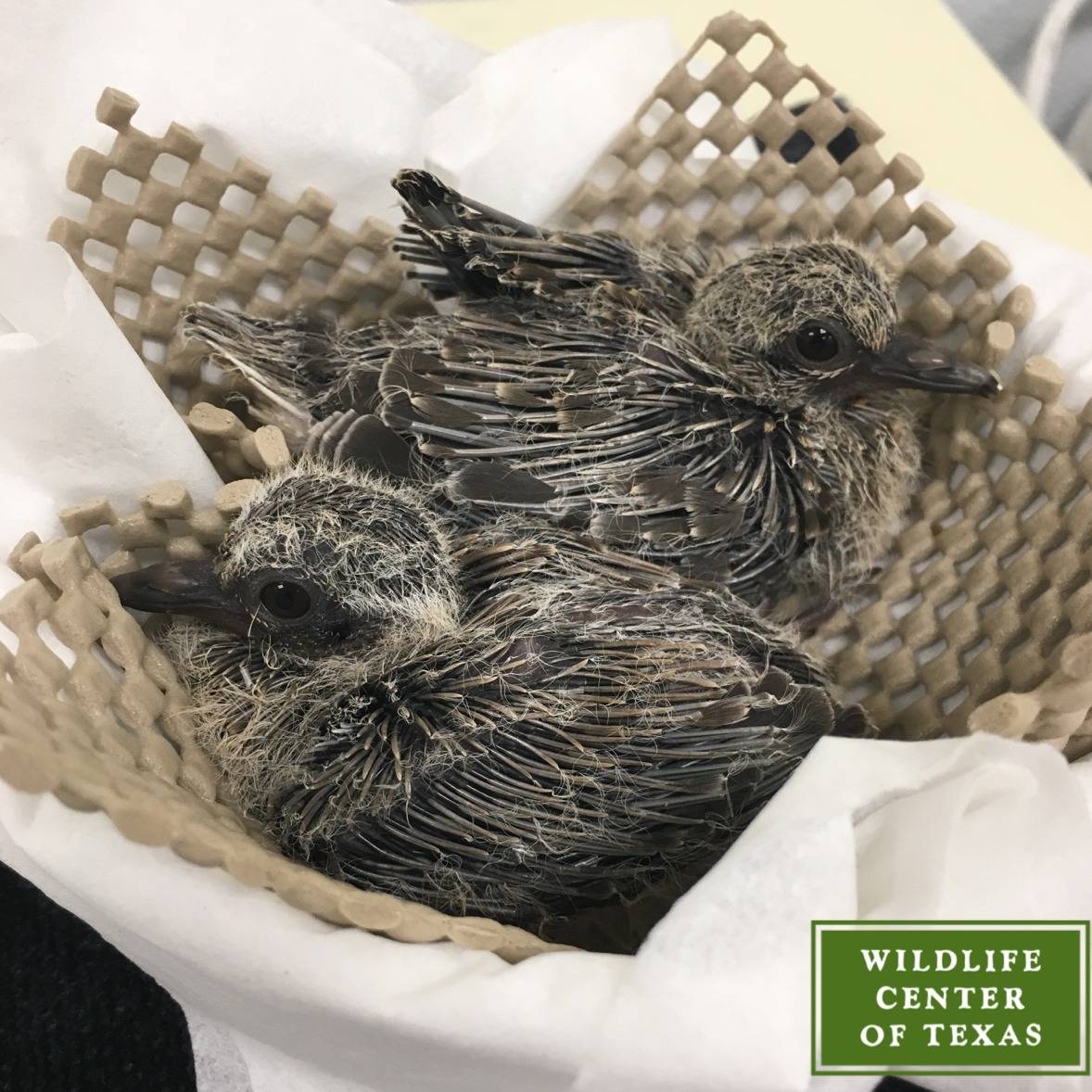 Photo 5 from The Wildlife Center of Texas