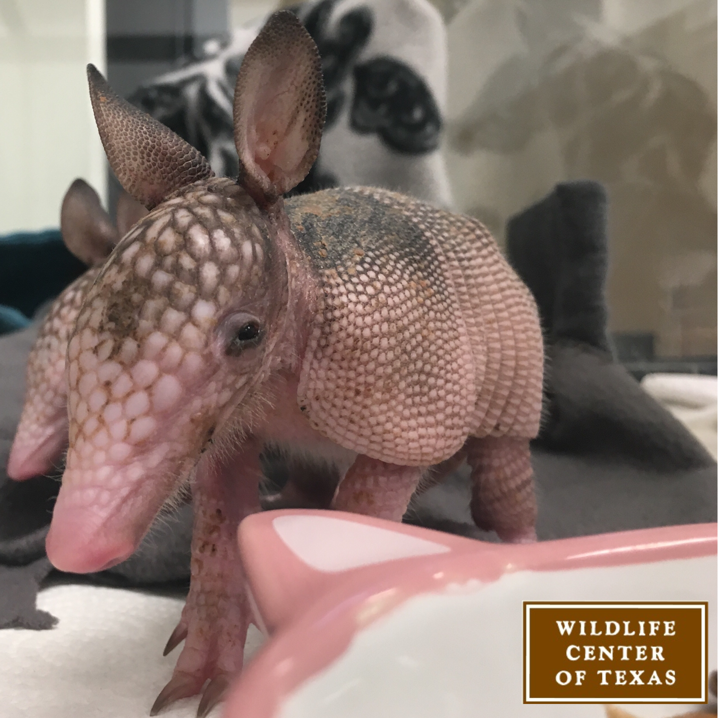 Photo 6 from The Wildlife Center of Texas