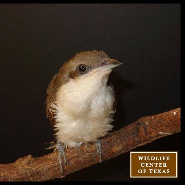 Photo 7 from The Wildlife Center of Texas