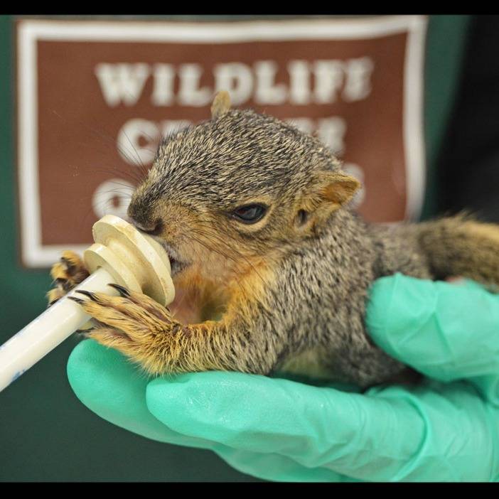 Photo 8 from The Wildlife Center of Texas