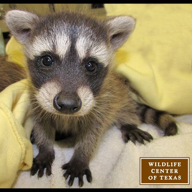 Photo 9 from The Wildlife Center of Texas