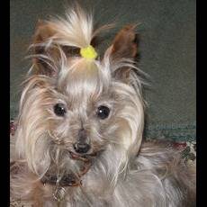 Photo 1 from BREEDER RELEASE ADOPTION SERVICE