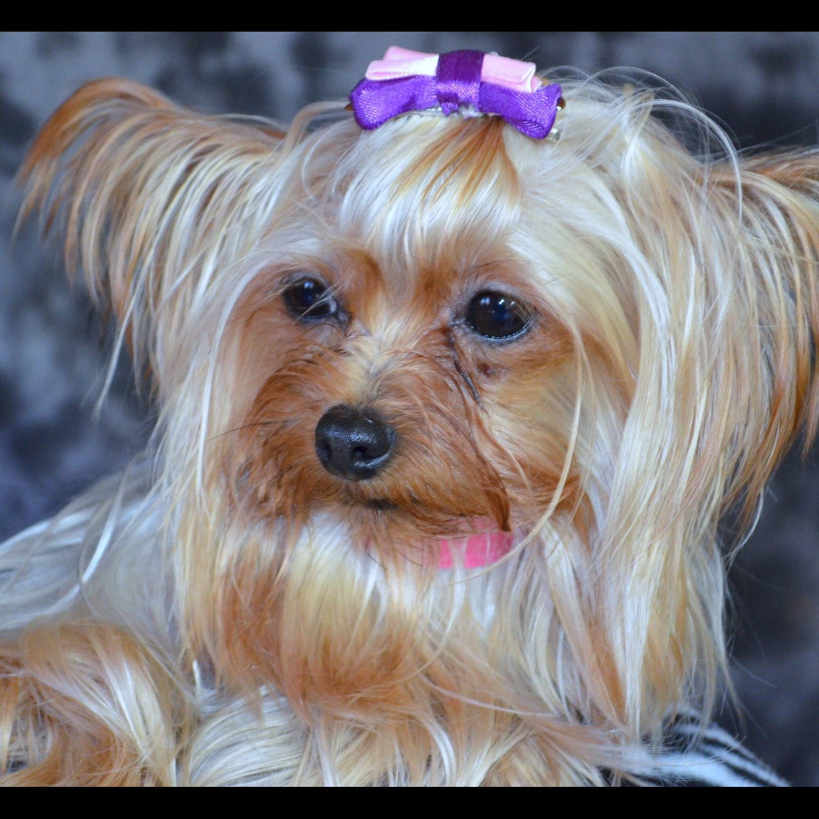 Photo 2 from BREEDER RELEASE ADOPTION SERVICE