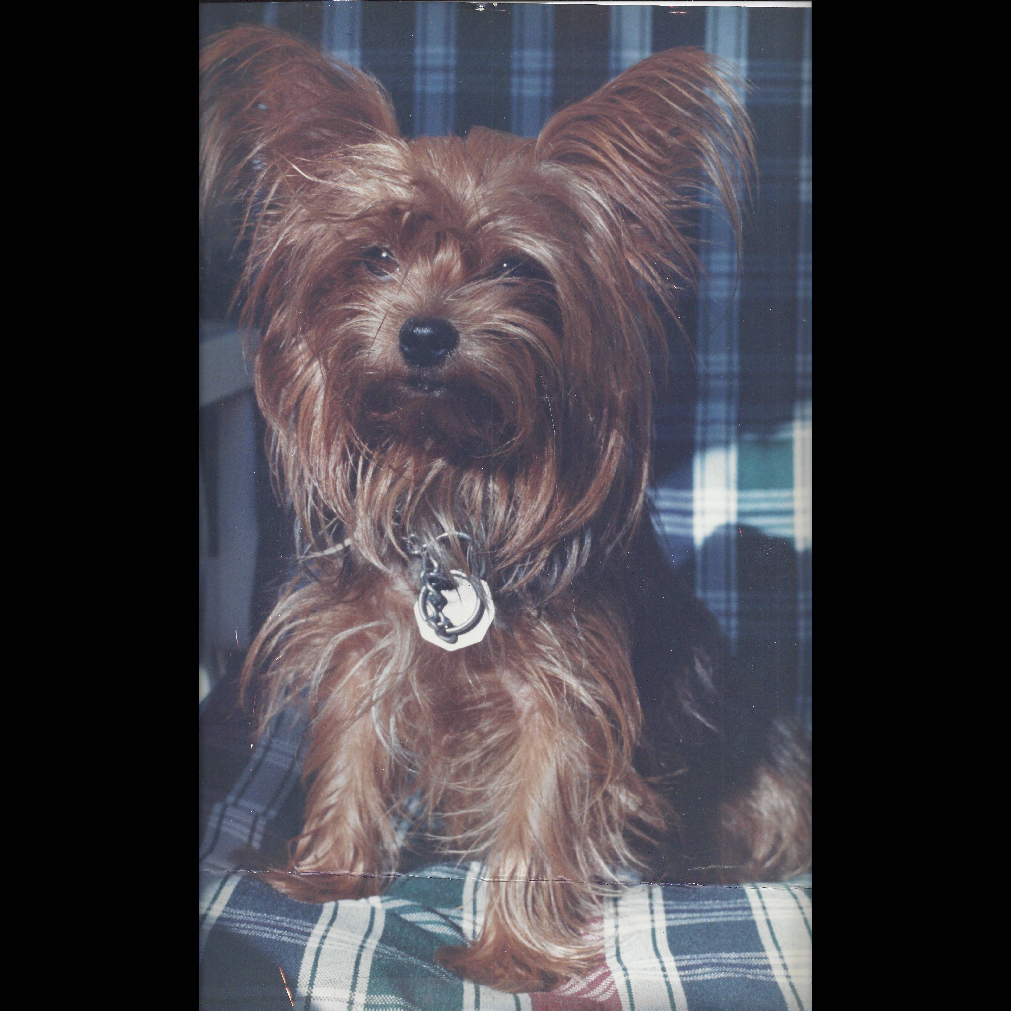 Photo 3 from BREEDER RELEASE ADOPTION SERVICE