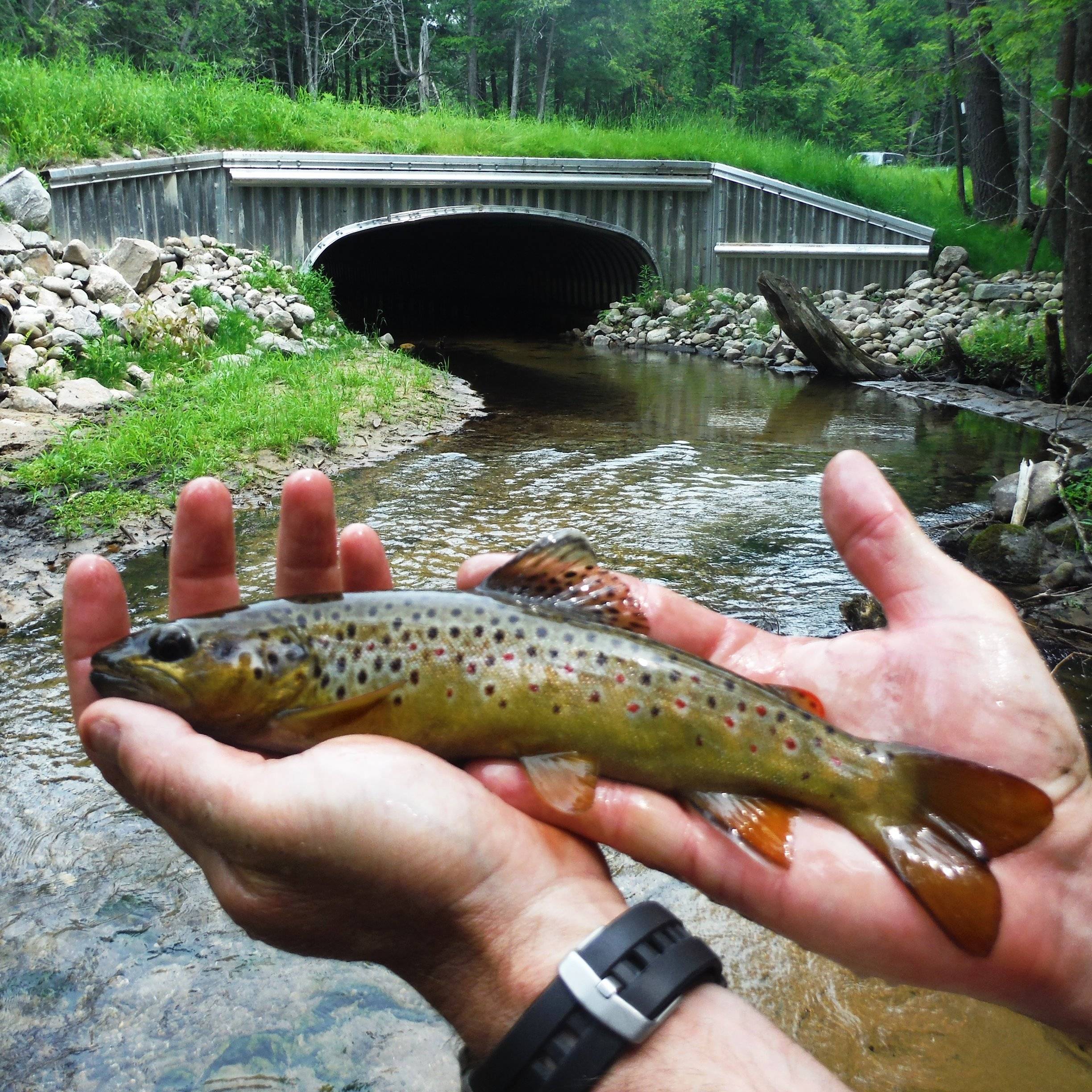 Photo 8 from CONSERVATION RESOURCE ALLIANCE