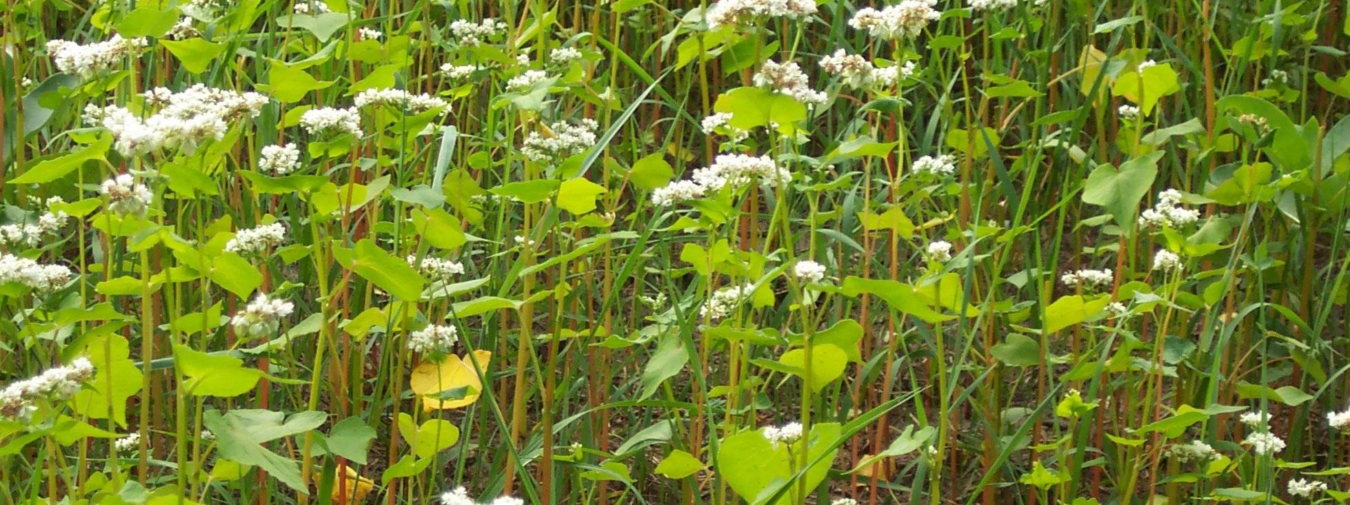 CONSERVATION RESOURCE ALLIANCE