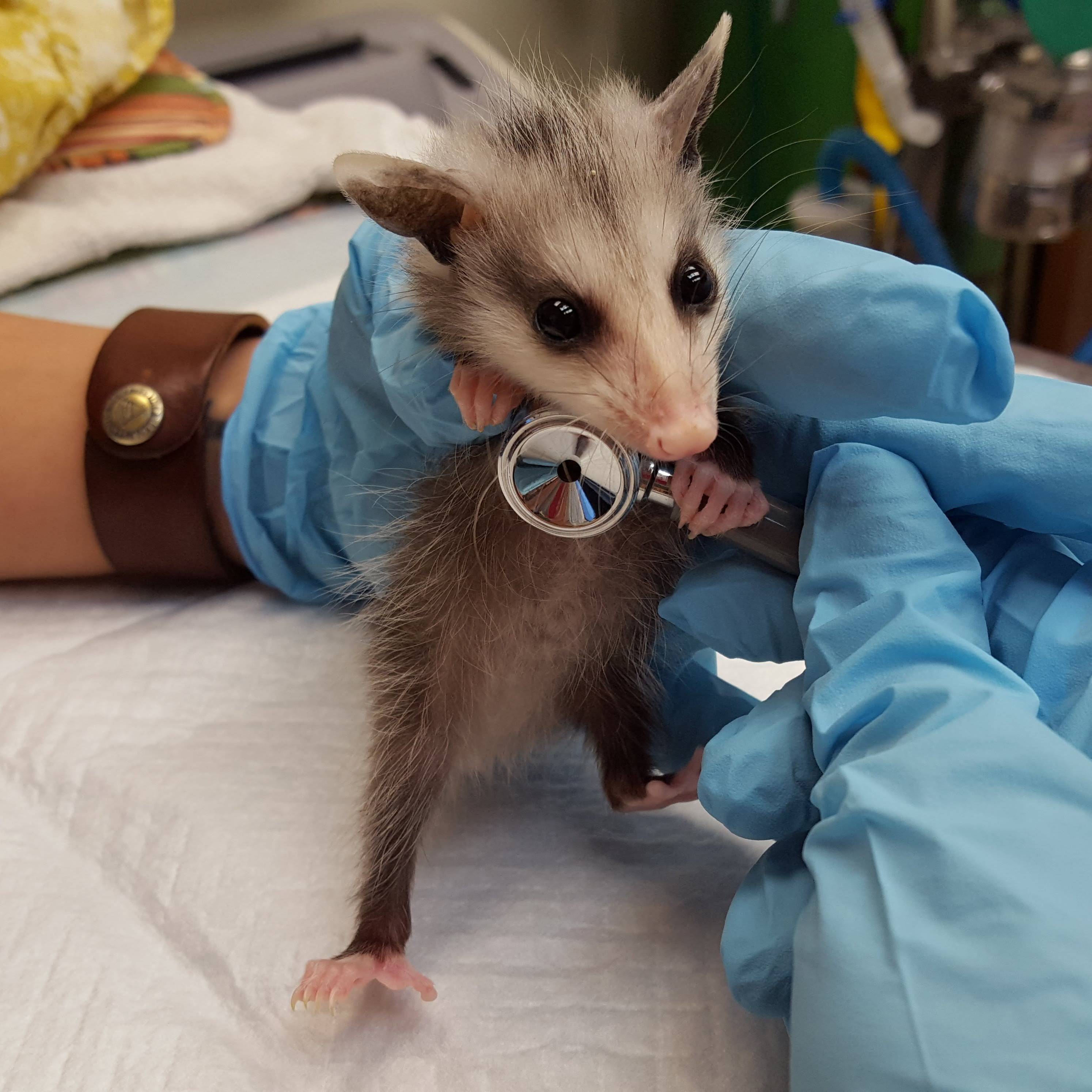 Texas Wildlife Rehabilitation Coalition, Inc.