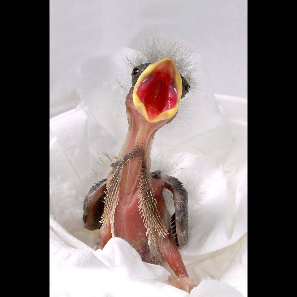 Photo 1 from Texas Wildlife Rehabilitation Coalition, Inc.