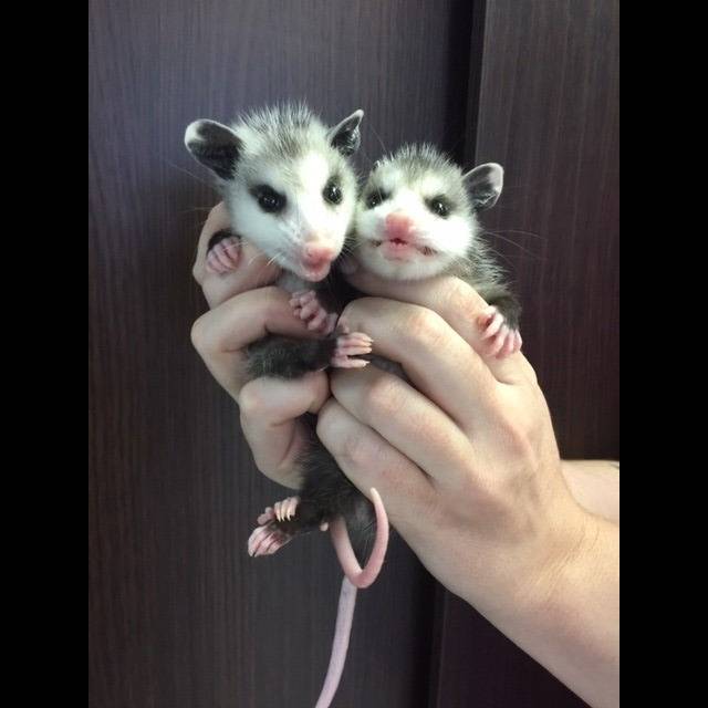 Photo 2 from Texas Wildlife Rehabilitation Coalition, Inc.