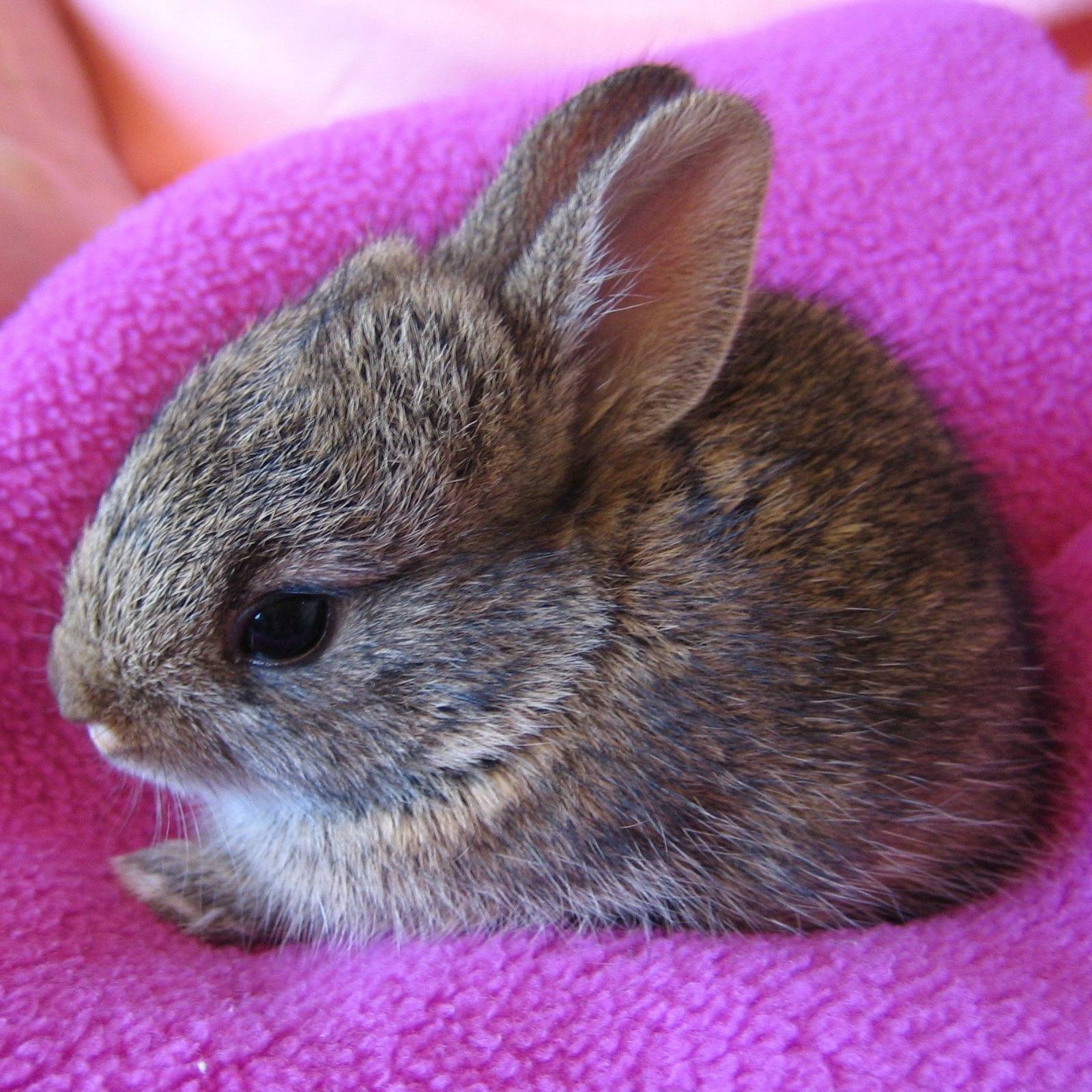 Photo 3 from Texas Wildlife Rehabilitation Coalition, Inc.