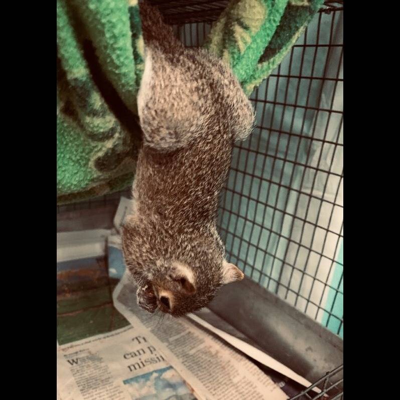 Photo 4 from Texas Wildlife Rehabilitation Coalition, Inc.