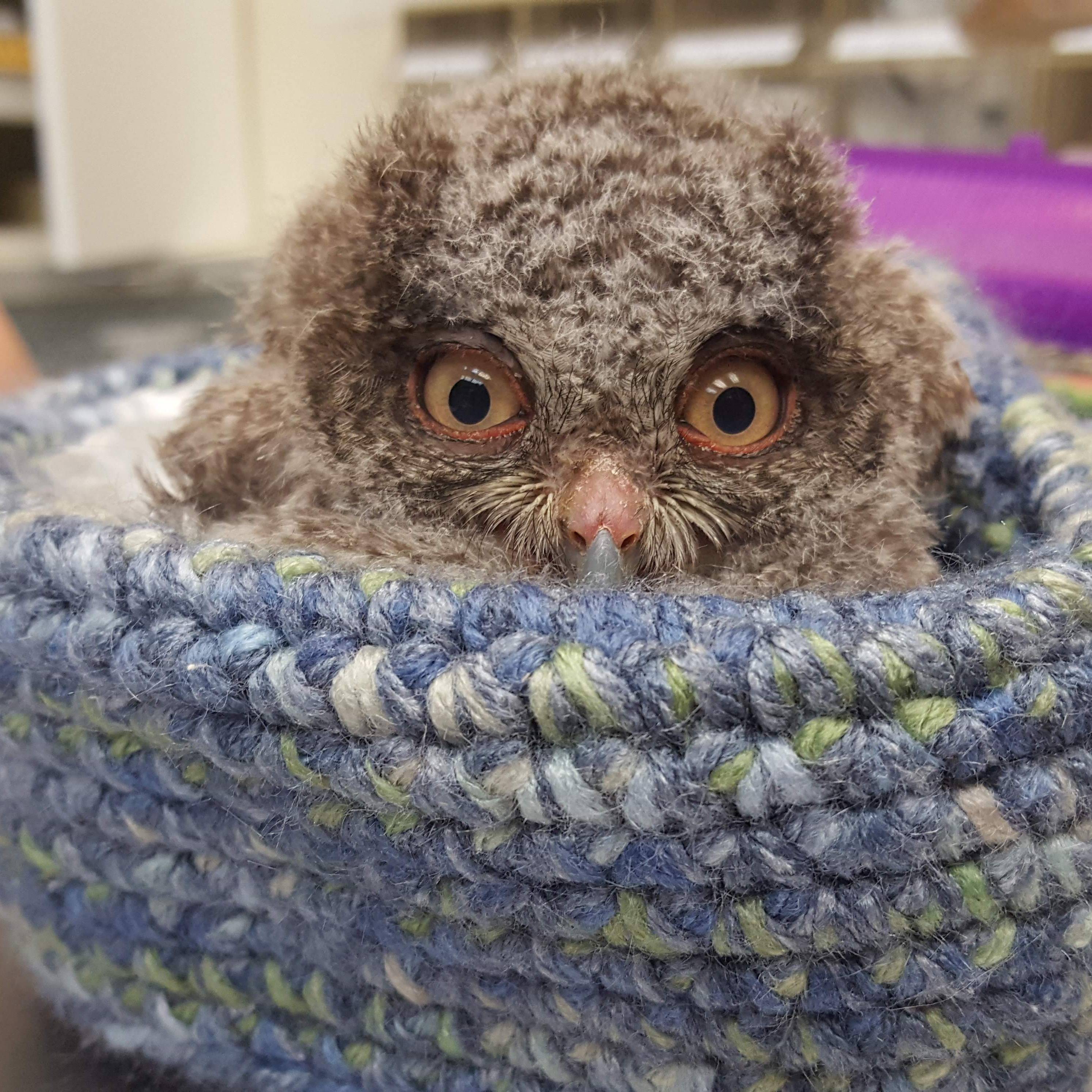 Photo 5 from Texas Wildlife Rehabilitation Coalition, Inc.