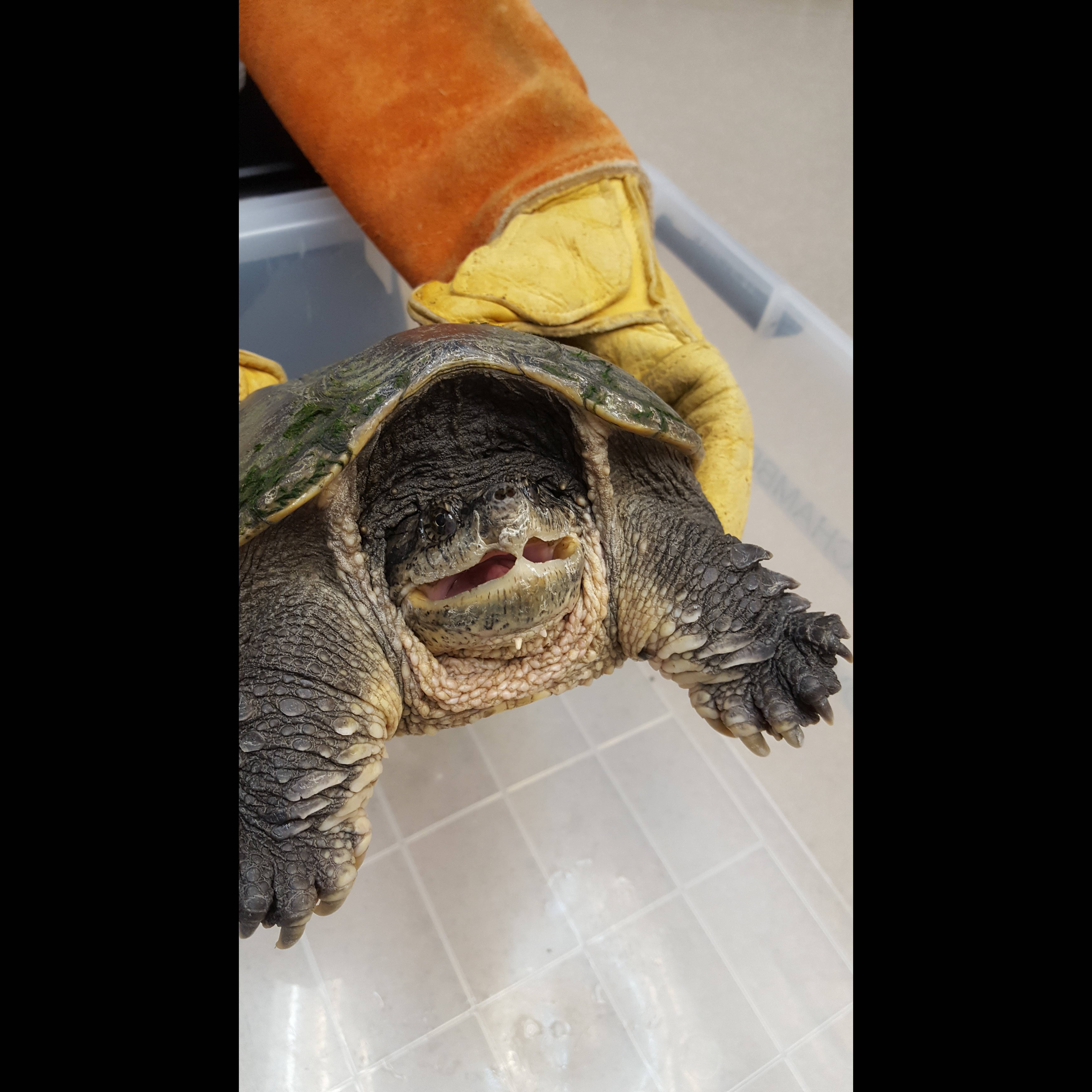 Photo 6 from Texas Wildlife Rehabilitation Coalition, Inc.