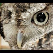 Photo 7 from Texas Wildlife Rehabilitation Coalition, Inc.