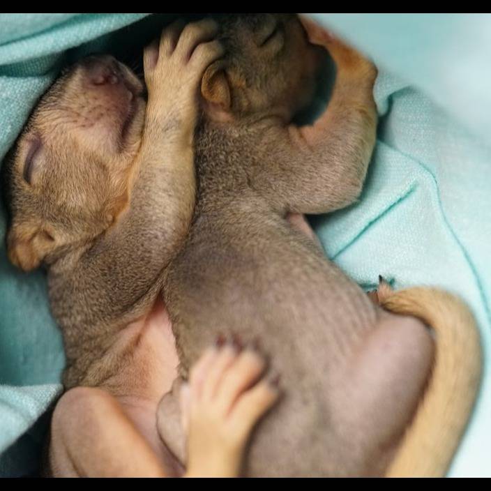 Photo 9 from Texas Wildlife Rehabilitation Coalition, Inc.