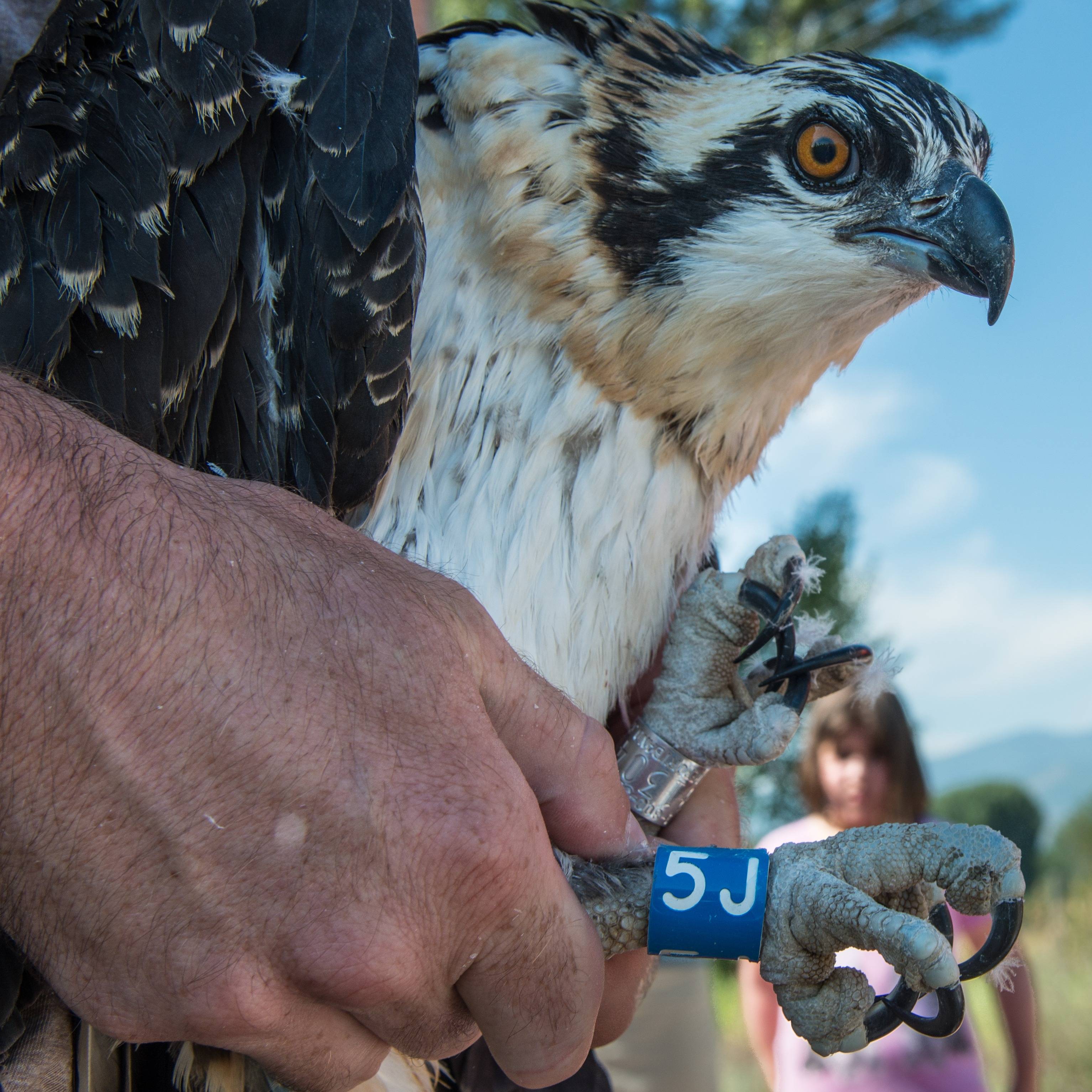 Photo 3 from RAPTOR VIEW RESEARCH INSTITUTE