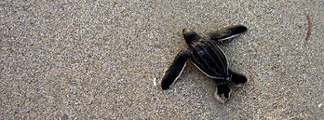 Friends of MacArthur Beach State Park, Inc.