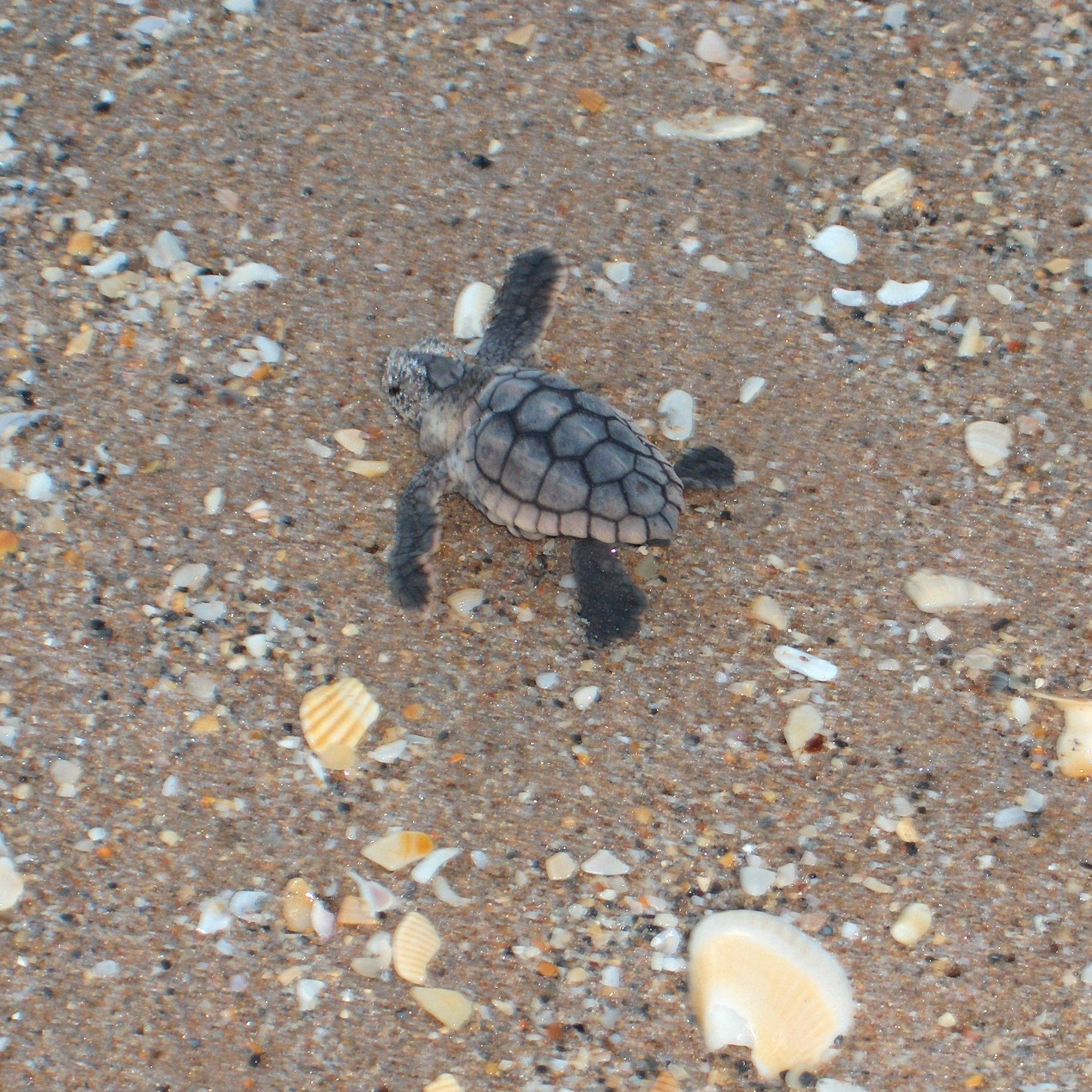 Photo 8 from Friends of MacArthur Beach State Park, Inc.