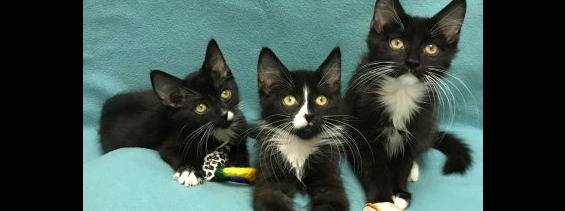 Happy Cats Haven Inc