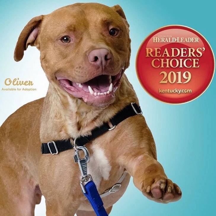 Photo 1 from LEXINGTON HUMANE SOCIETY