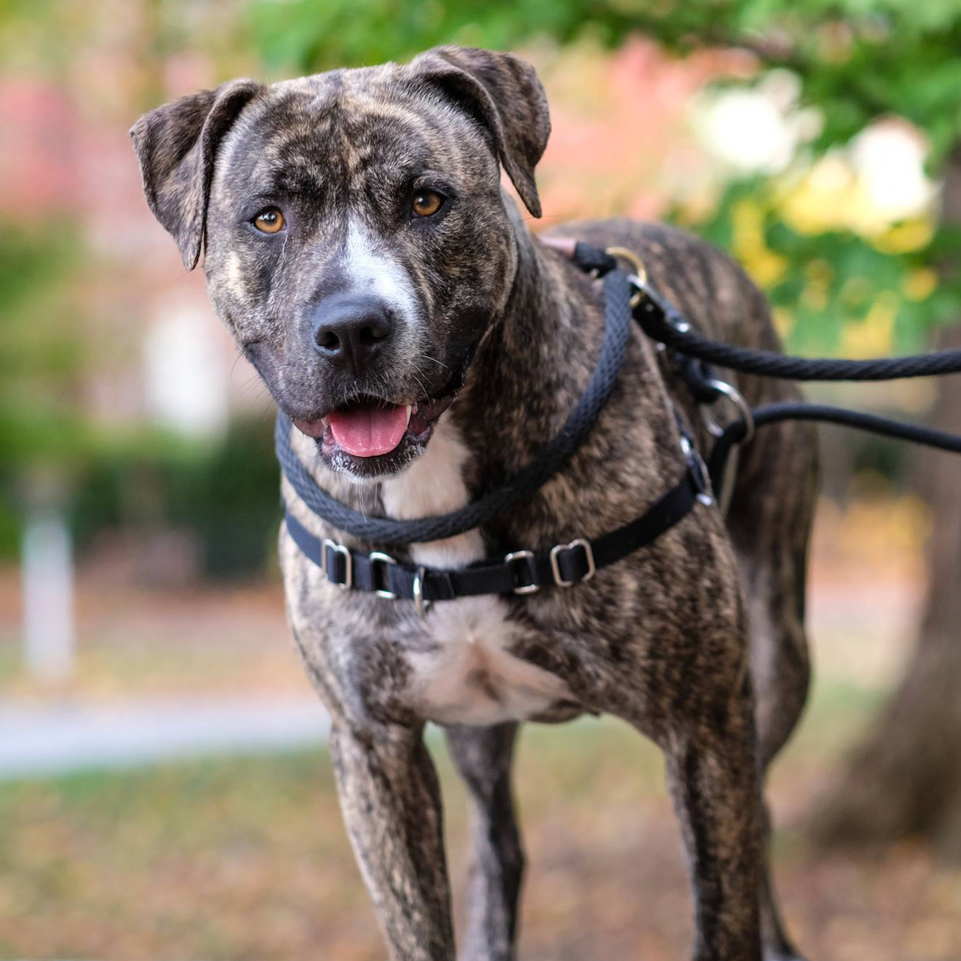 Photo 2 from LEXINGTON HUMANE SOCIETY