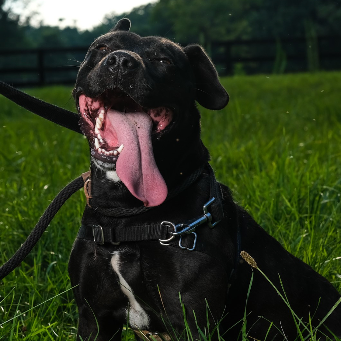 Photo 3 from LEXINGTON HUMANE SOCIETY