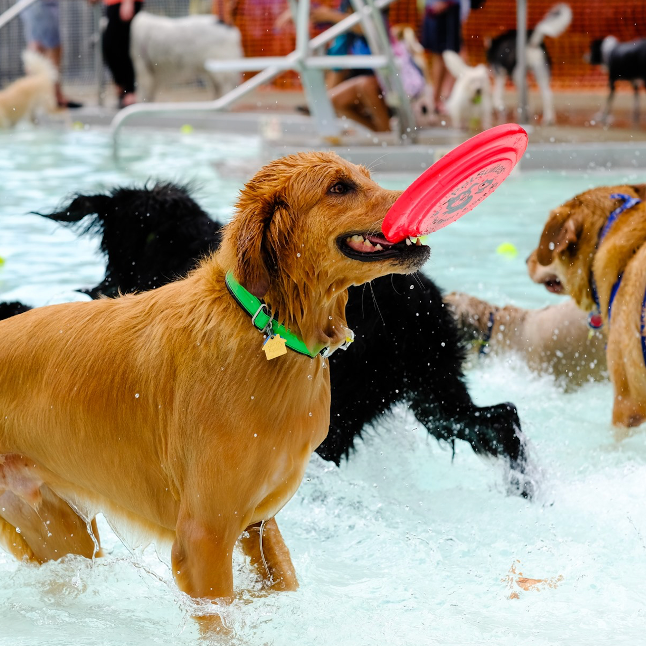 Photo 4 from LEXINGTON HUMANE SOCIETY