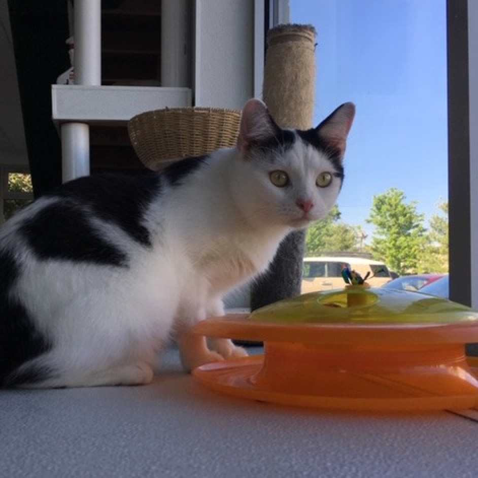 Photo 5 from LEXINGTON HUMANE SOCIETY