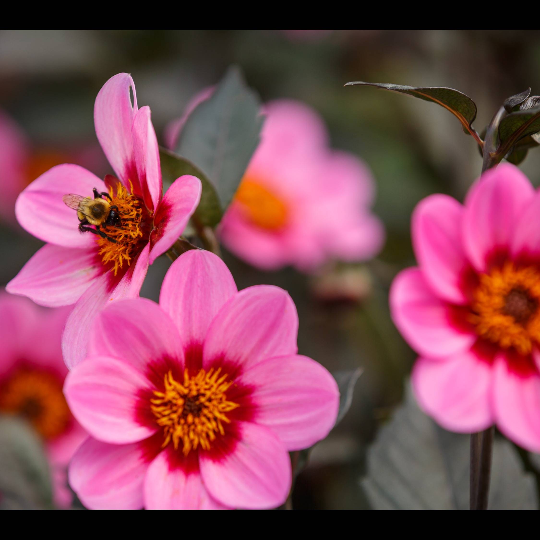 Photo 1 from Wellfield Botanic Gardens Inc