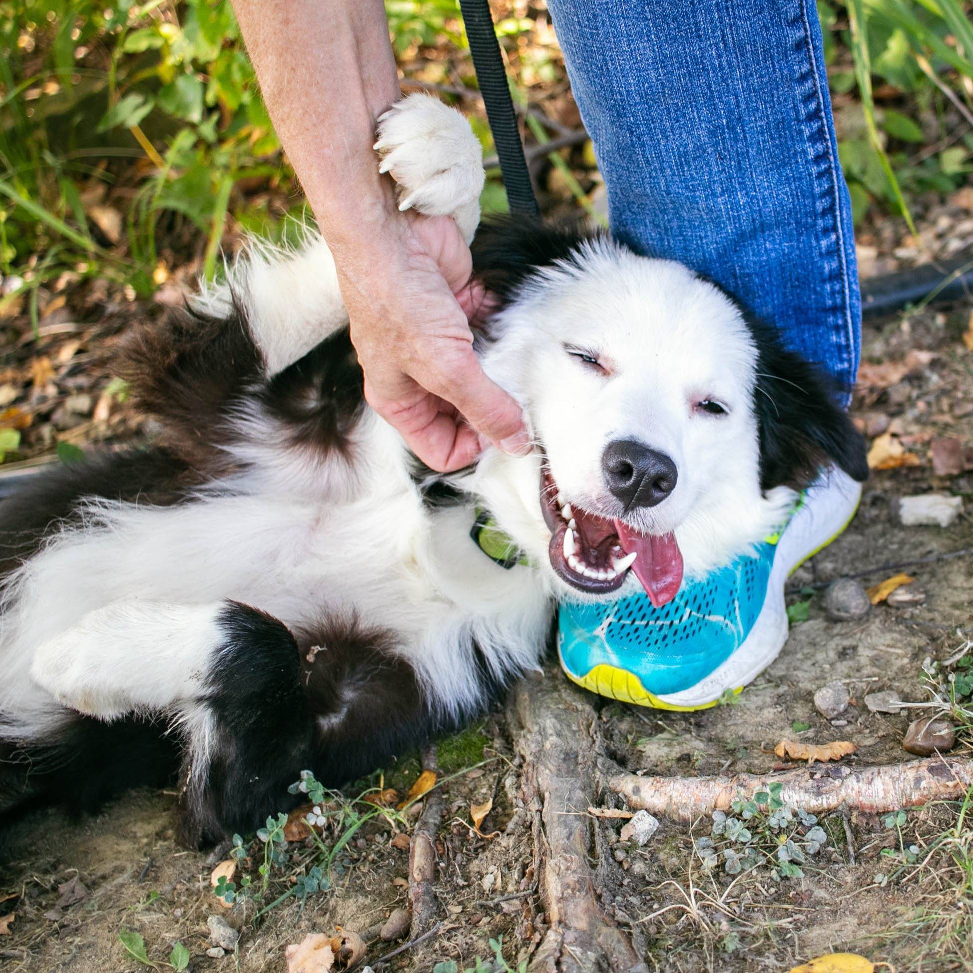 Photo 1 from Vanderburgh Humane Society
