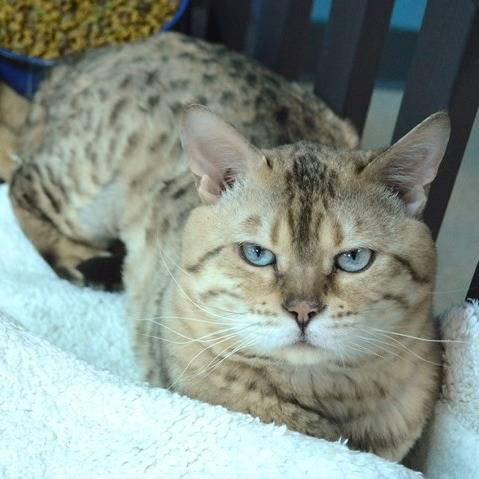 Photo 2 from Vanderburgh Humane Society