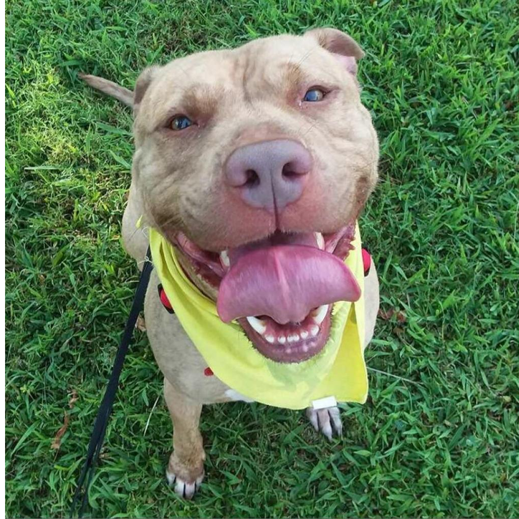 Photo 3 from Vanderburgh Humane Society