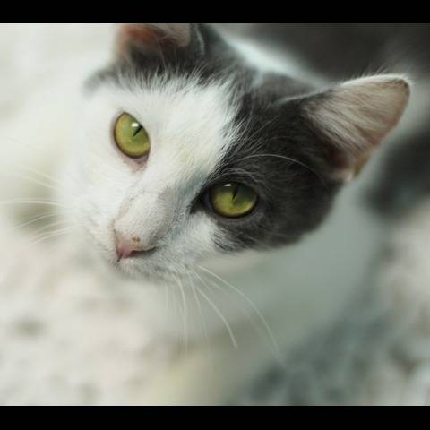 Photo 4 from Vanderburgh Humane Society