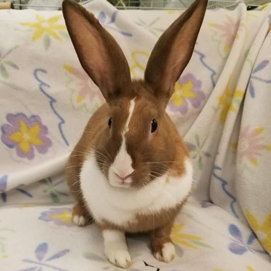 Photo 5 from Vanderburgh Humane Society