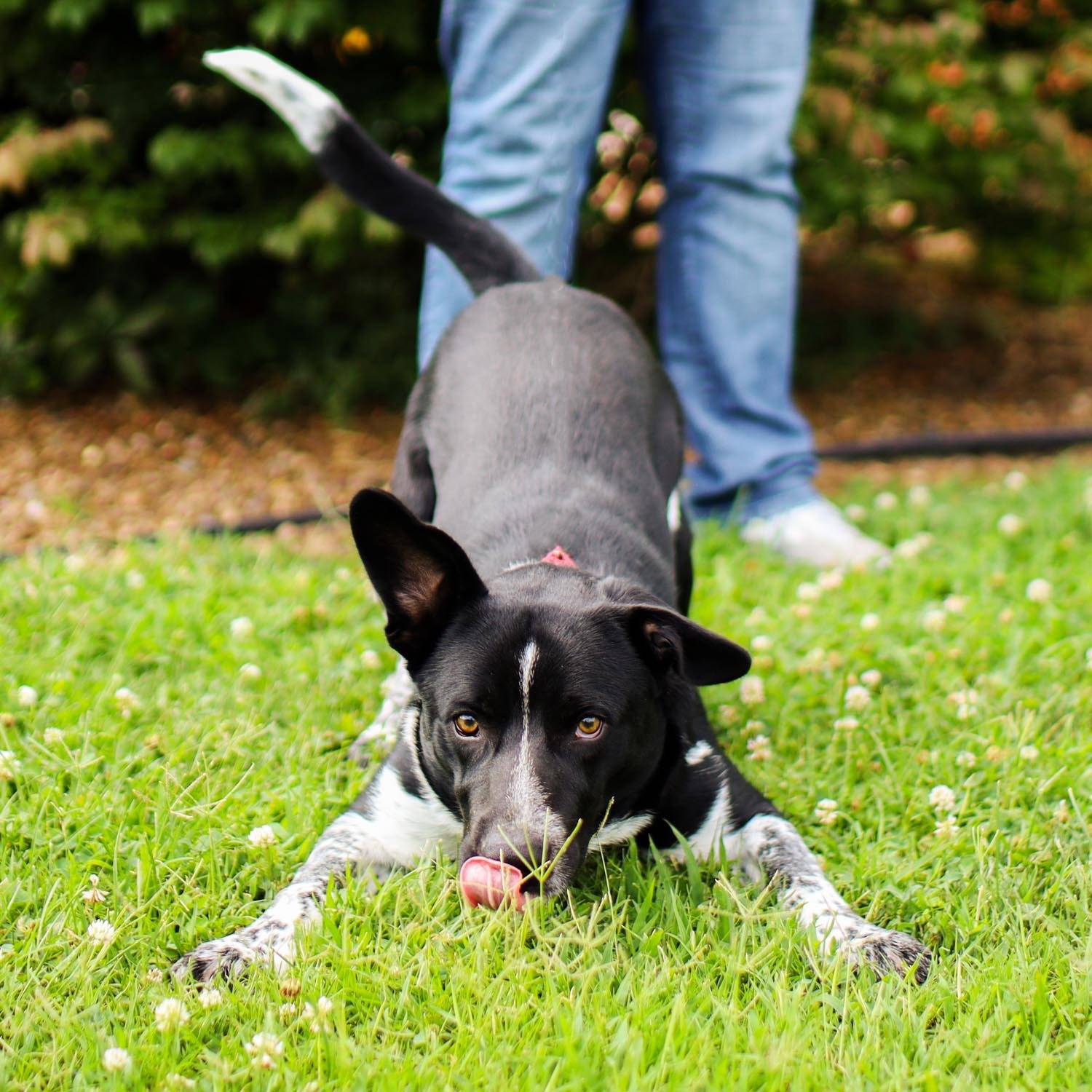 Photo 6 from Vanderburgh Humane Society