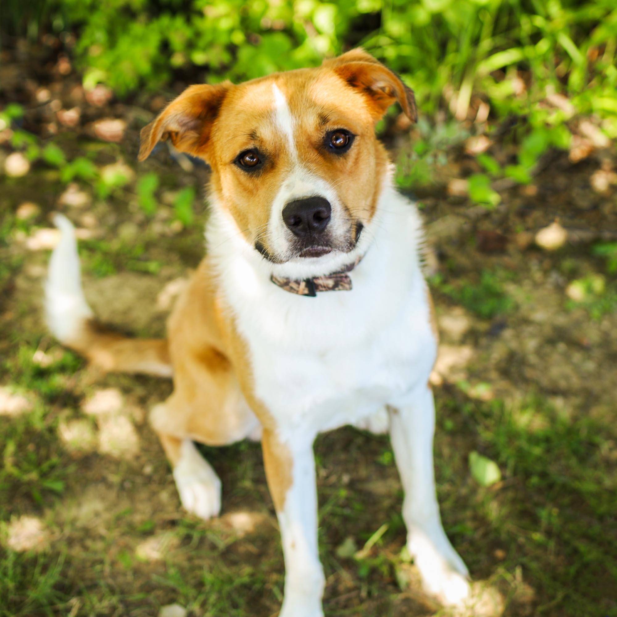 Photo 8 from Vanderburgh Humane Society