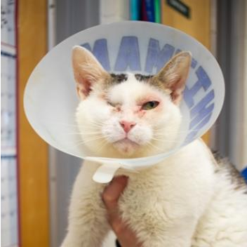 Photo 9 from Vanderburgh Humane Society