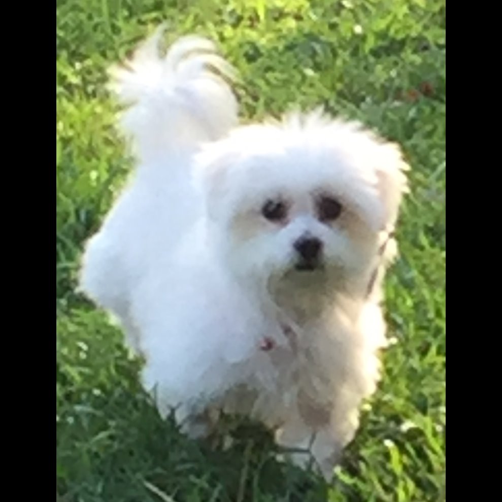 Photo 2 from WISHBONE PET RESCUE