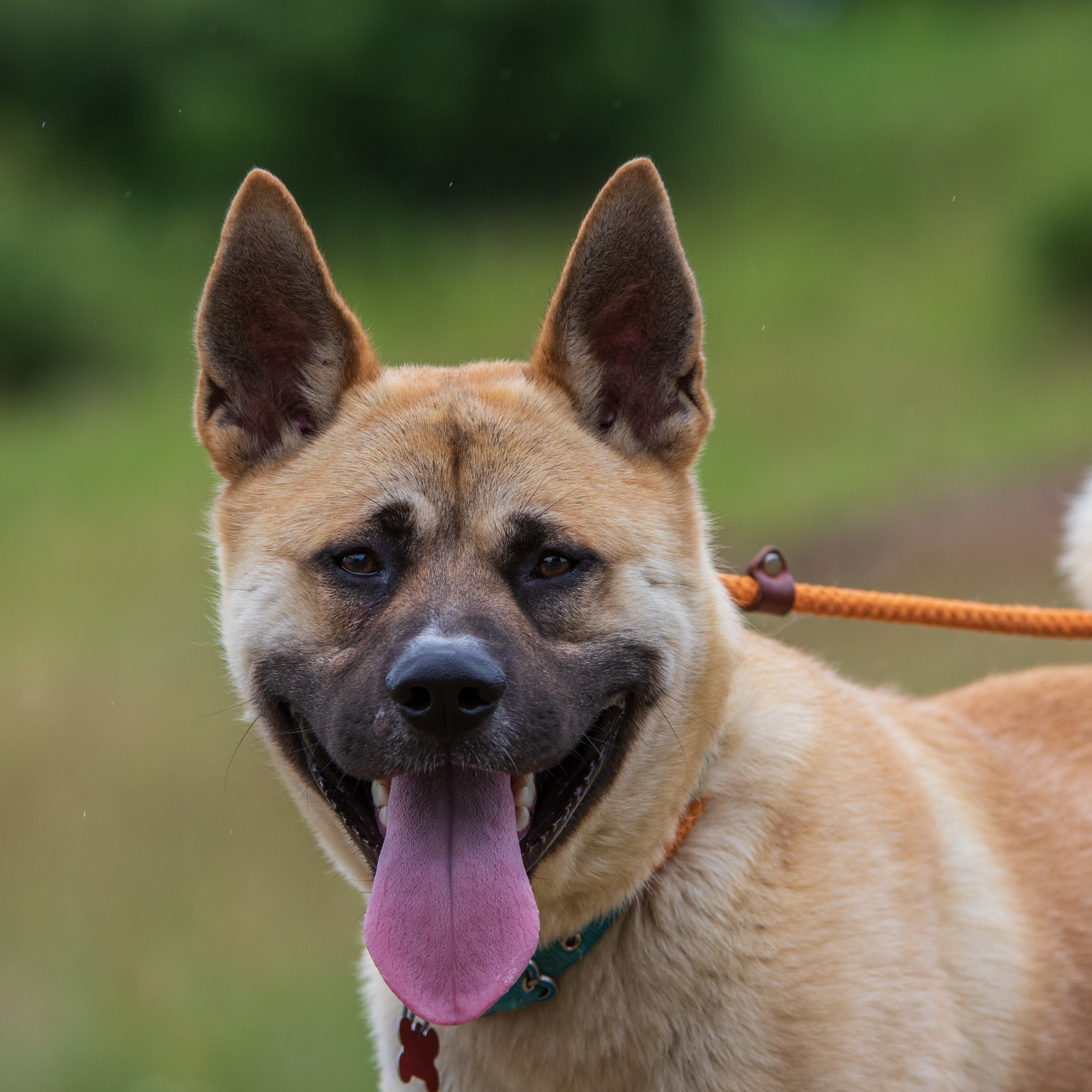 Photo 3 from WISHBONE PET RESCUE